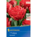 Tulipan Pamplona