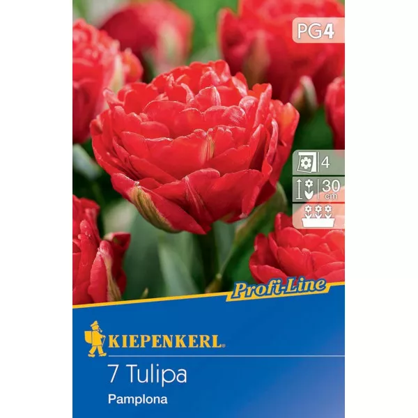 Tulipan Pamplona