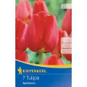 Tulipan Apeldoorn