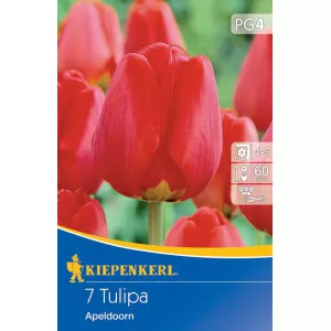 Tulipan Apeldoorn