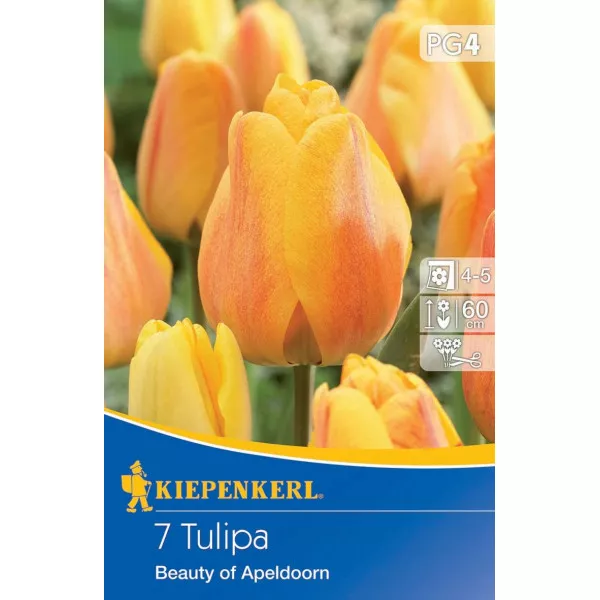 Tulipan Beauty of Apeldoorn