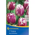 Tulipan Rems Sensation