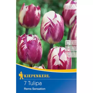 Tulipan Rems Sensation