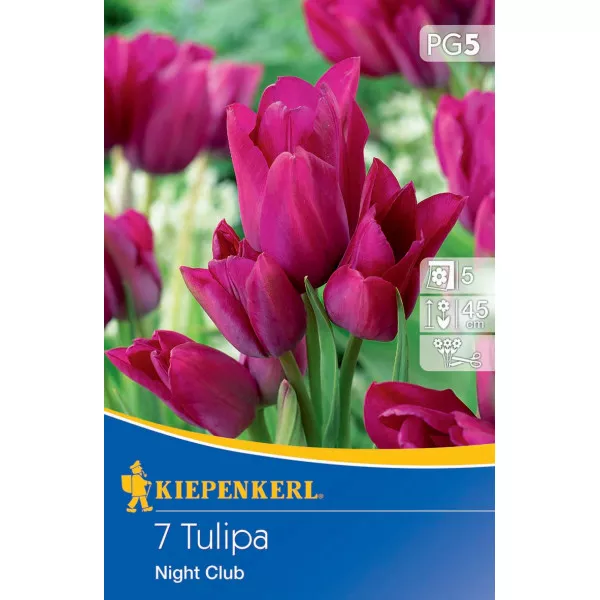 Tulipan Night Club