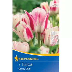 Tulipan Candy Club