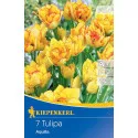 Tulipan Aquilla