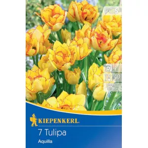Tulipan Aquilla