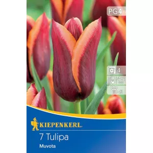 Tulipan Muvota