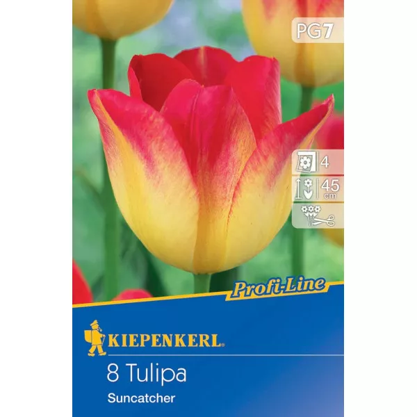 Tulipan Suncatcher