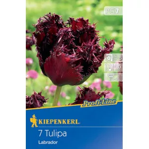 Tulipan Labrador