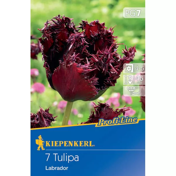 Tulipan Labrador