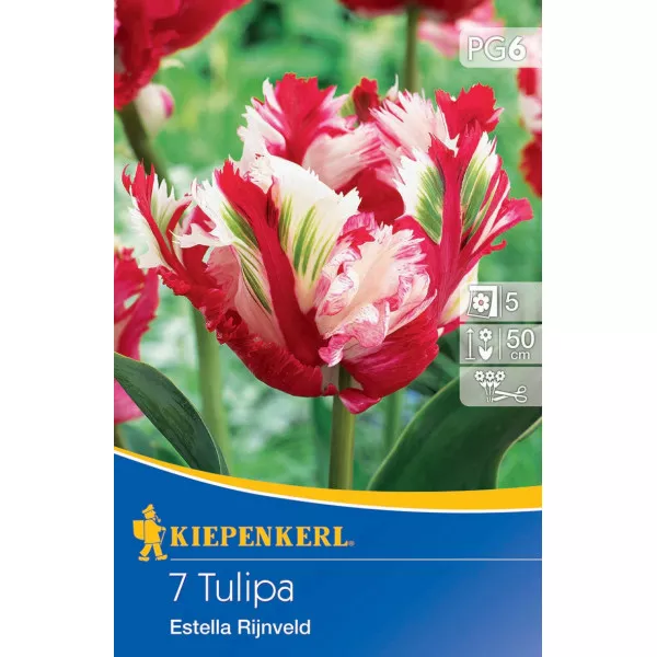Tulipan Estella Rijnveld