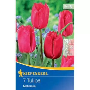 Tulipan Makarska