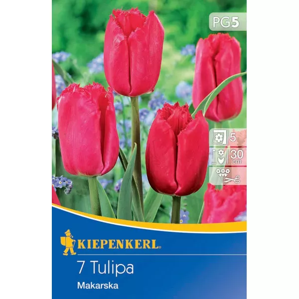 Tulipan Makarska