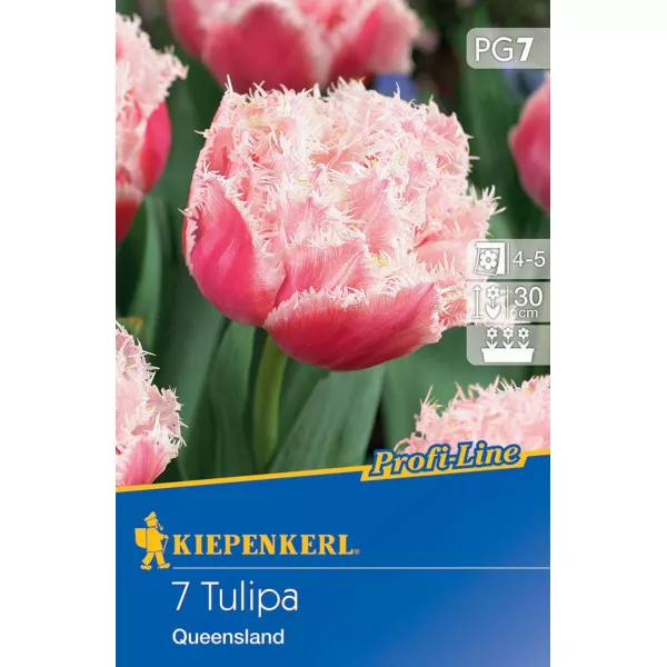 Tulipan Queensland