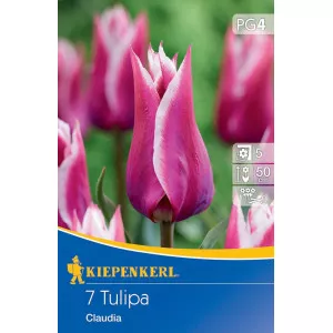 Tulipan Claudia