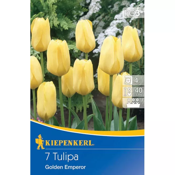 Tulipan Golden Emperor
