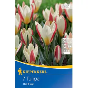 Tulipan The First