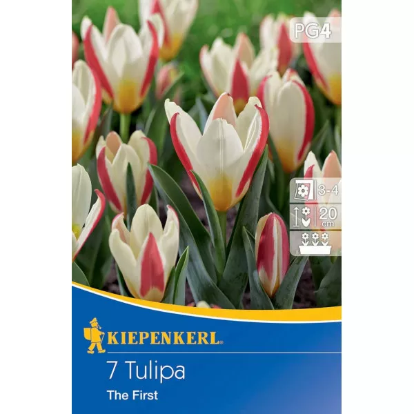 Tulipan The First
