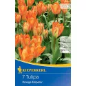 Tulipan Orange Emperor