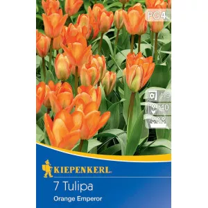 Tulipan Orange Emperor