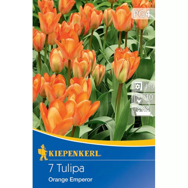 Tulipan Orange Emperor