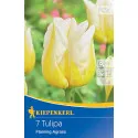 Tulipan Flaming Agrass