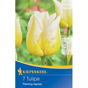 Tulipan Flaming Agrass