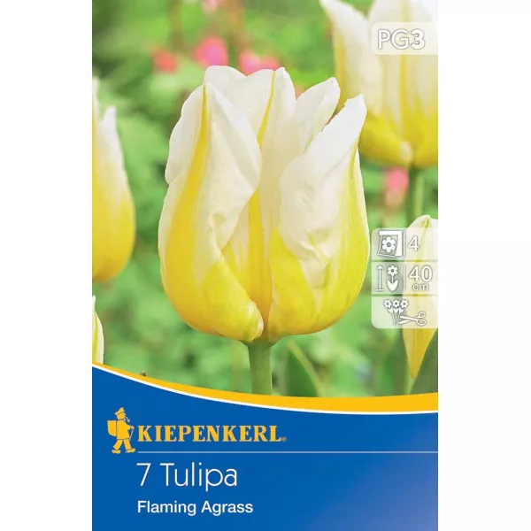 Tulipan Flaming Agrass