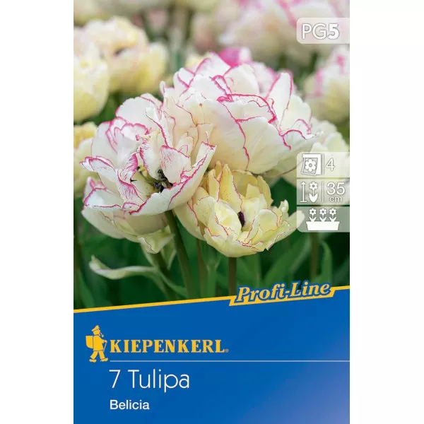 Tulipan Belicia