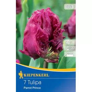 Tulipan Papagaj Prince