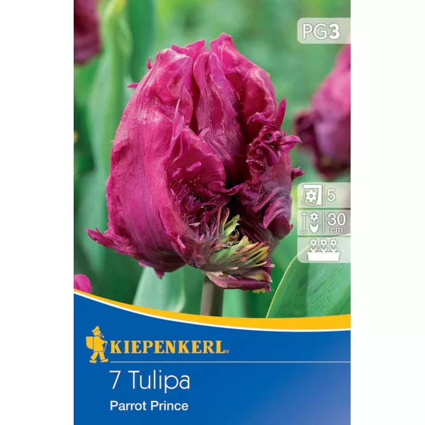 Tulipan Papagaj Prince
