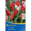 Tulipan Madame Lefeber