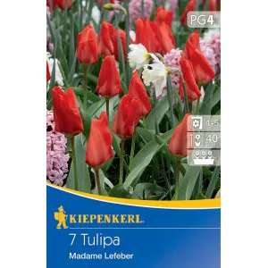 Tulipan Madame Lefeber