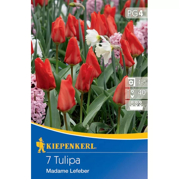 Tulipan Madame Lefeber