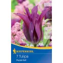 Tulipan Purple Doll
