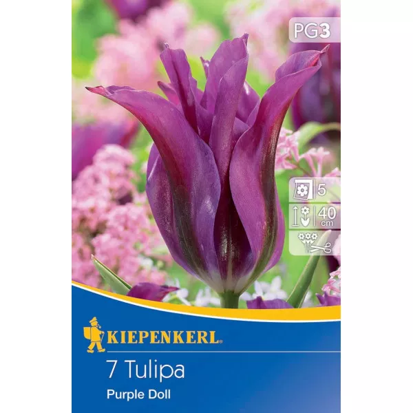 Tulipan Purple Doll