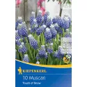 Muscari Touch of Snow