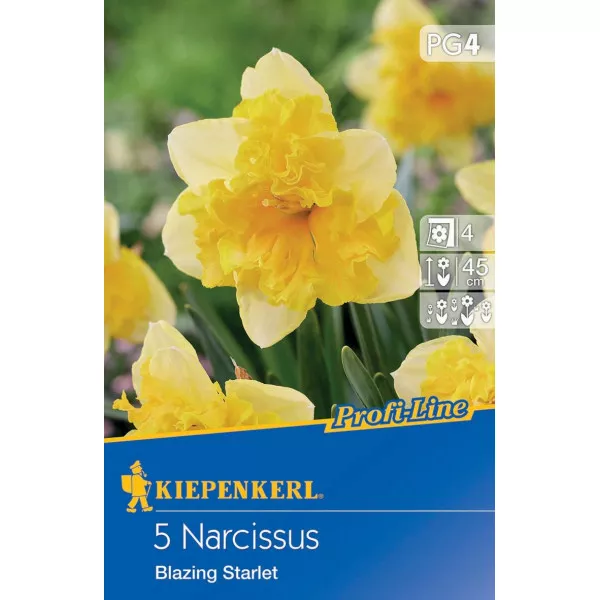 Narcis Blazing Starlet