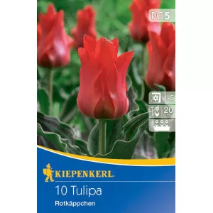 Tulipan Rotkäppchen