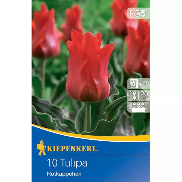Tulipan Rotkäppchen