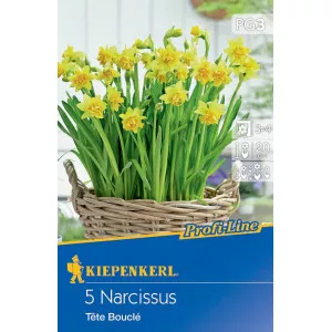 Narcis Tete Boucle