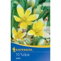 Patuljasti tulipan Tarda