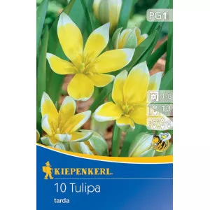 Patuljasti tulipan Tarda