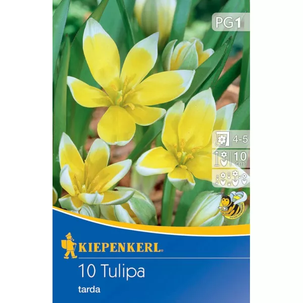 Patuljasti tulipan Tarda