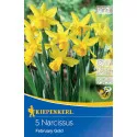 Narcis February Gold