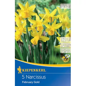Narcis February Gold
