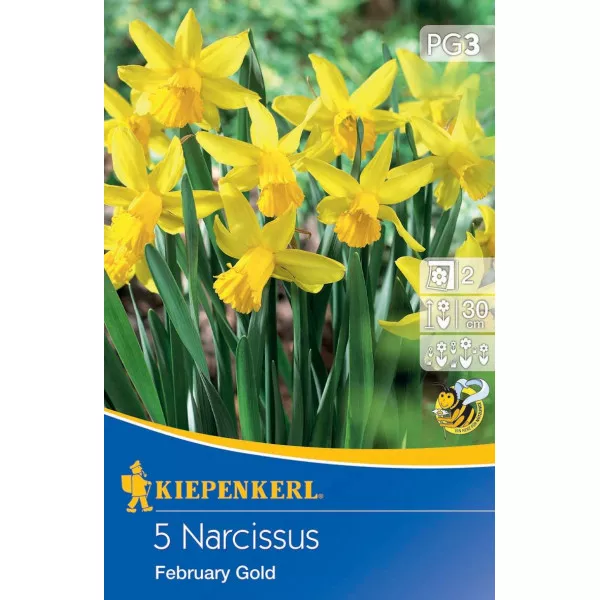 Narcis February Gold