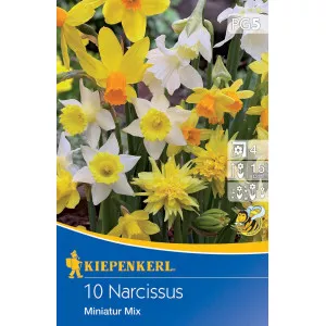 Narcise patuljaste mix multicolor
