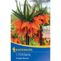 Carska kruna (Fritillaria) Orange Beauty